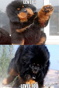 The Patchwork Realms