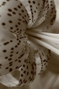 Tiger Lily