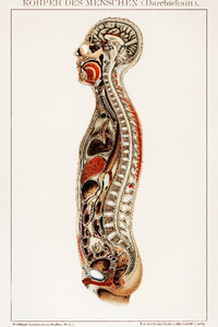 I'm a Veteran Adventurer in a World without Healing Magic.