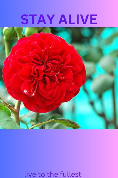 STAY ALIVE